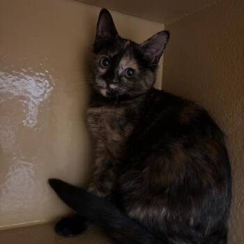 Carlina -  Domestic Medium Hair Cat for Adoption in Spokane, Washington - Carlina | PetCurious