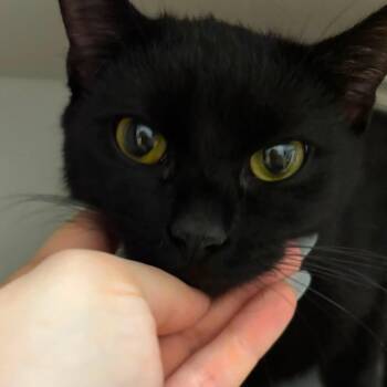 Tweety -  Domestic Short Hair Cat for Adoption in New York, New York - Tweety | PetCurious