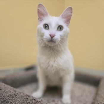 Kershya -  Domestic Medium Hair Cat for Adoption in Pekin, Illinois - Kershya | PetCurious