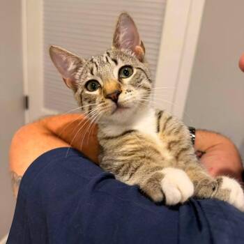 Blessing -  Tabby and Domestic Short Hair Cat for Adoption in Newark, New Jersey - Blessing | PetCurious