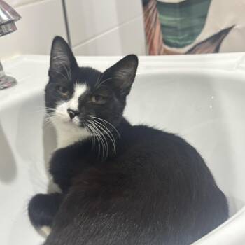 Rescue Domestic Short Hair Cats for Adoption in New York, New York - Popcorn: Sweet Tuxedo Cutie | PetCurious