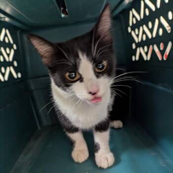 Slinky -  Domestic Short Hair Cat for Adoption in Lynchburg, Virginia - Slinky | PetCurious