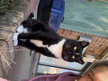 Rescue Domestic Short Hair Cats for Adoption in Greensboro, North Carolina - Caesar | PetCurious