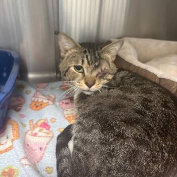 Ollie -  Domestic Short Hair Cat for Adoption in Lakeland, Florida - Ollie | PetCurious
