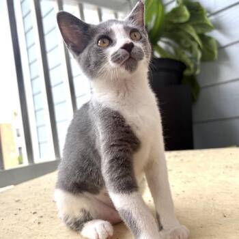 Sparrow -  Domestic Short Hair Cat for Adoption in Panama City, Florida - Sparrow | PetCurious