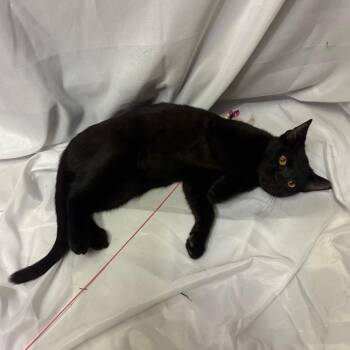 Adeline -  Domestic Short Hair Cat for Adoption in Folsom, Louisiana - Adeline | PetCurious