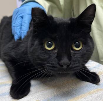 Rescue Domestic Short Hair Cats for Adoption in Sherwood, Oregon - Luci | PetCurious