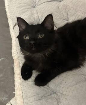 Martha -  Domestic Long Hair Cat for Adoption in Troy, Michigan - Martha | PetCurious
