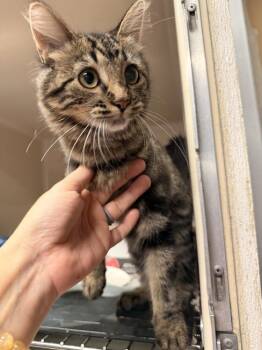 Lulu -  Domestic Medium Hair Cat for Adoption in Topeka, Kansas - Lulu | PetCurious