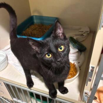Solar Eclipse -  Domestic Short Hair Cat for Adoption in Winthrop, Maine - Solar Eclipse | PetCurious