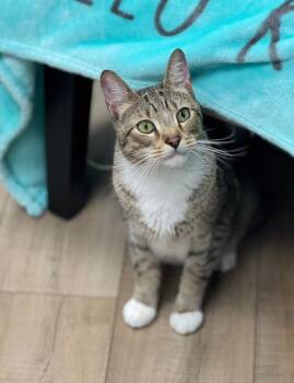 Rescue Domestic Short Hair Cats for Adoption in Mount Laurel Township, New Jersey - Major Orchard | PetCurious