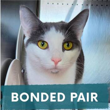 Dart -  Domestic Short Hair Cat for Adoption in Asheville, North Carolina - Dart | PetCurious