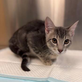 Wasabi -  Domestic Short Hair Cat for Adoption in Sarasota, Florida - Wasabi | PetCurious