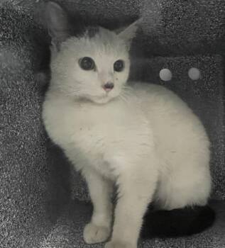 Little Ghost -  Domestic Short Hair Cat for Adoption - Little Ghost | PetCurious