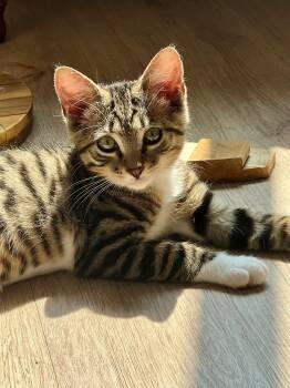 Harvey -  Domestic Short Hair Cat for Adoption in Westfield, New Jersey - Harvey | PetCurious