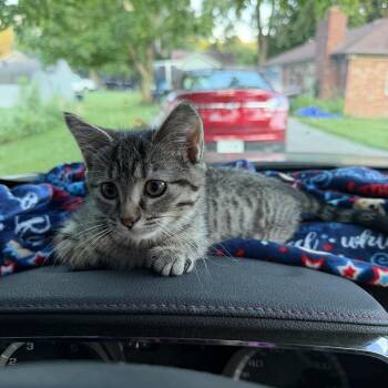 Soy Sauce -  Domestic Short Hair Cat for Adoption in Greenwood, Indiana - Soy Sauce | PetCurious