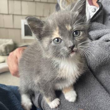 Kelcy -  Domestic Medium Hair Cat for Adoption - Kelcy | PetCurious