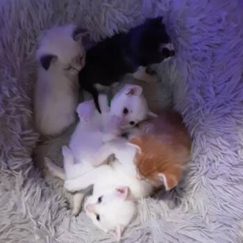 Liam -  Siamese and Domestic Medium Hair Cat for Adoption in Overland Park, Kansas - Liam | PetCurious
