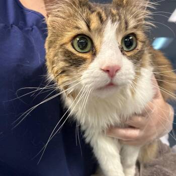 Domestic Medium Hair Cats Available for Adoption in Newark, New Jersey - Sweetie Pie | PetCurious
