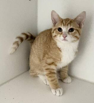 Stella -  Domestic Short Hair Cat for Adoption in Rochester, Indiana - Stella | PetCurious