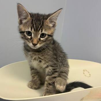 Bog -  Domestic Long Hair Cat for Adoption in Columbus, Georgia - Bog | PetCurious