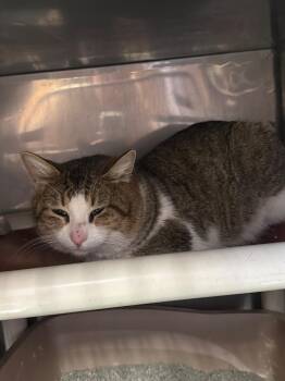 Domestic Short Hair Cats Available for Adoption - Ragnar | PetCurious