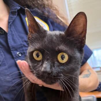 Domestic Short Hair Cats Available for Adoption in Jacksonville, Arkansas - Diva | PetCurious