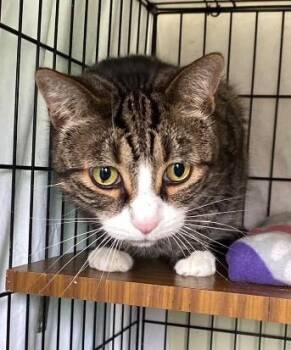 STORMY -  Domestic Short Hair Cat Available for Adoption in Muskegon, Michigan - STORMY | PetCurious