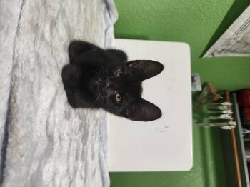 Mr.Sir -  Domestic Short Hair Cat for Adoption in Diamond Springs, California - Mr.Sir | PetCurious