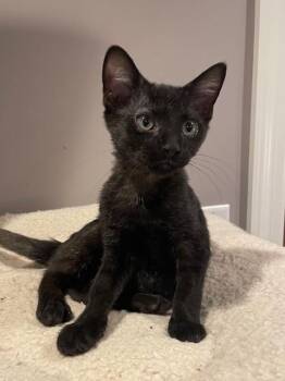 Rescue Domestic Short Hair Cats for Adoption in Woodland Park, New Jersey - Thunder (LE) | PetCurious