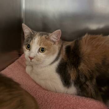 Rescue Domestic Short Hair Cats for Adoption in Council Bluffs, Iowa - Fang | PetCurious