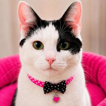Minnie -  Tuxedo and Domestic Short Hair Cat for Adoption in Hillsboro, Texas - Minnie | PetCurious