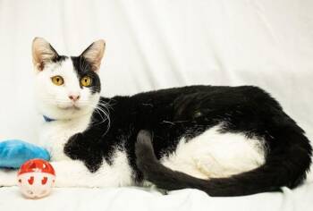 Domestic Short Hair Cats Available for Adoption - Scooby | PetCurious