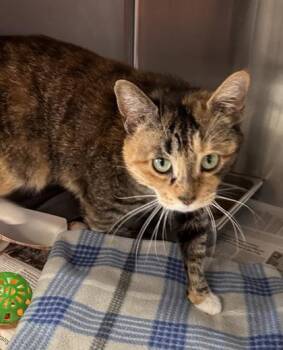 Luna -  Domestic Short Hair Cat for Adoption in Bridgewater, New Jersey - Luna | PetCurious