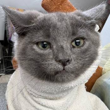 Mischief -  Domestic Short Hair Cat for Adoption in Taos, New Mexico - Mischief | PetCurious