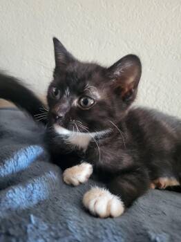 Cavatelli -  Domestic Short Hair Cat for Adoption in Davis, California - Cavatelli | PetCurious
