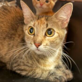 1245-C26 -  Domestic Medium Hair Cat for Adoption in Port Charlotte, Florida - 1245-C26 | PetCurious
