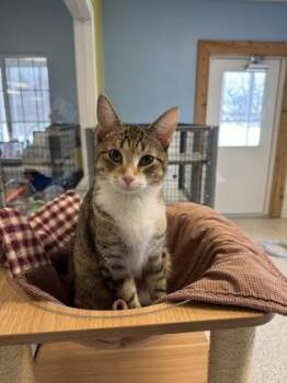 Domestic Short Hair Cats Available for Adoption - Nyomi | PetCurious