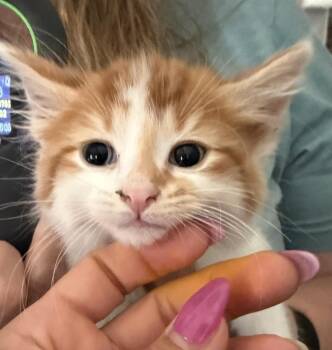 Peter Pan -  Domestic Long Hair Cat Available for Adoption in Poplar Grove, Illinois - Peter Pan | PetCurious