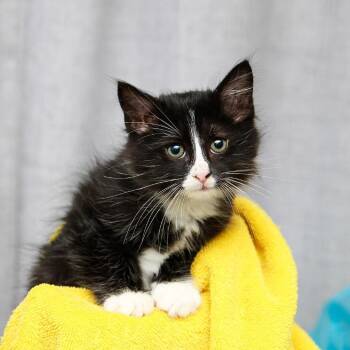 Illima -  Domestic Long Hair Cat for Adoption in Hattiesburg, Mississippi - Illima | PetCurious