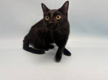 Midnight -  Domestic Short Hair Cat for Adoption in Minneapolis, Minnesota - Midnight | PetCurious