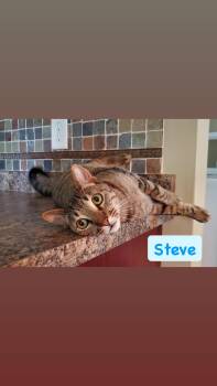 Steve -  Domestic Short Hair Cat for Adoption in Crown Point, Indiana - Steve | PetCurious