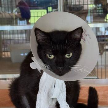 Domestic Short Hair Cats Available for Adoption in Leander, Texas - Danielle | PetCurious