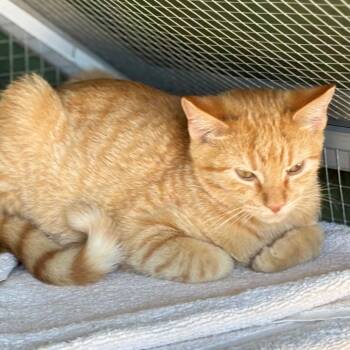 Rescue Domestic Short Hair Cats for Adoption in Boerne, Texas - Burrito Bandito | PetCurious