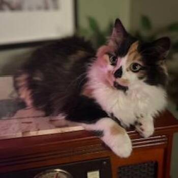 Domestic Long Hair and Calico Cats Available for Adoption - Itsy | PetCurious