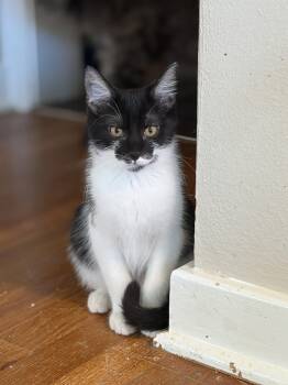 Domestic Short Hair Cats Available for Adoption - Bandit | PetCurious