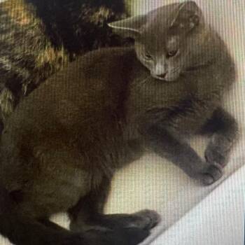 Penelope -  Domestic Short Hair Cat for Adoption in Winston-salem, North Carolina - Penelope | PetCurious