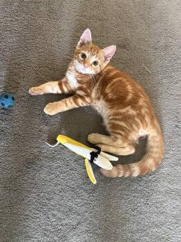 Domestic Short Hair Cats Available for Adoption in Greenwich Township, New Jersey - Louis | PetCurious