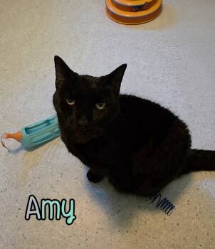 Rescue Domestic Short Hair Cats for Adoption in Port Clinton, Ohio - Amy | PetCurious