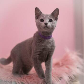 Lapis -  Russian Blue and British Shorthair Cat for Adoption in St. Augustine, Florida - Lapis | PetCurious